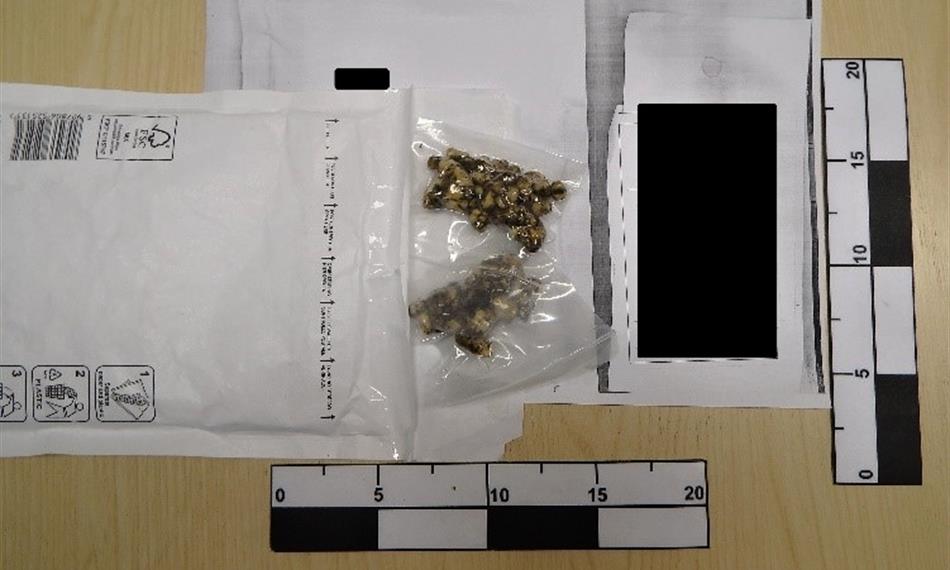 2019-7-11-1129lysohlávky 1.jpg